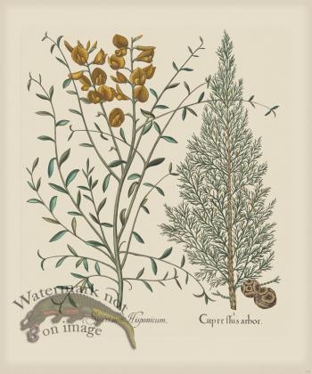 Besler 138 Colored  B2